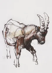 Junger Steinbock, Gran Paradiso, 2005