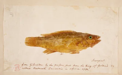 Ein Fisch