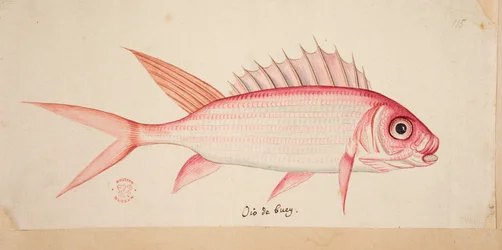 Ein Fisch