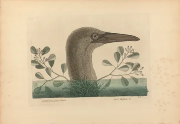 An Thymelaea foliis obtusis; Anseri Bassano &c: Der Große Tölpel, Tafel 86 aus der 