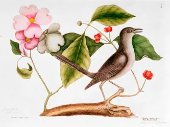 Blüten-Hartriegel: Cornus florida, und Spottdrossel aus der Naturgeschichte Carolinas (1730-48)