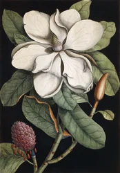 Lorbeerbaum