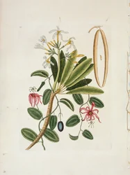 Plumeria obtusa L. Singapur Frangipani, ca. 1700-1740