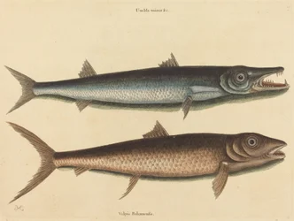 Der Barrakuda Esox barracuda, veröffentlicht 1754