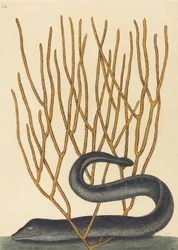 Die Schwarze Muräne, Muraenae helenae varietas, veröffentlicht 1754