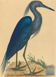 Der Blaue Reiher (Ardea coerulea)