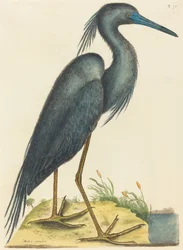 Der Blaue Reiher Ardea coerulea, veröffentlicht 1731-1743