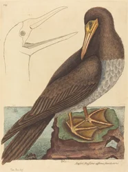 Der Tölpel (Pelecanus Sula)