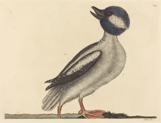 Der Büffelkopfente Anas bucephala, veröffentlicht 1731-1743