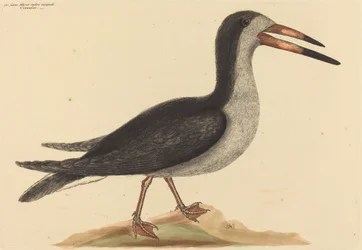 Der Scherenschnabel (Rhynchops nigra)