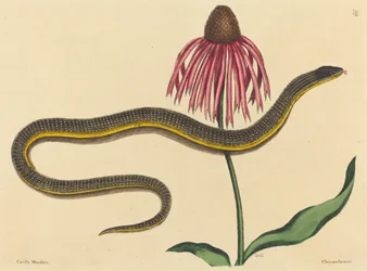 Die Glasschlange (Anguis ventralis)