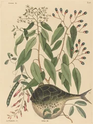 Der Kugelfisch (Tetrodon lagocephalus)