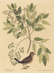 Die Sperlingstäubchen Columba passerina, veröffentlicht 1731-1743.