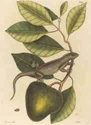 Die Guana Lacerta Iguana