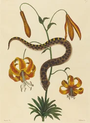Die Hakennasenschlange Boa contortrix, veröffentlicht 1731-1743