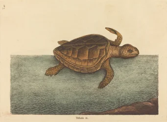 Die Unechte Karettschildkröte Testudo Cavanna, veröffentlicht 1731-1743