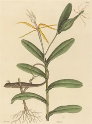 Die Lyon-Eidechse (Lacerta 6-lineata)