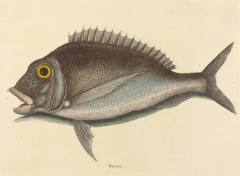 Der Porgy Sparus chrysops, veröffentlicht 1754
