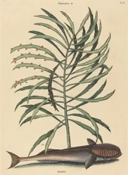 Der Saugnapf-Fisch (Echeneis Naucratis)