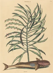 Der Saugnapffisch (Echeneis Naucratis)