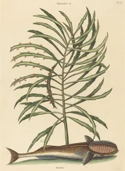 Der Saugnapf (Echeneis naucratis)