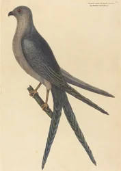 Der Schwalbenschwanzfalke (Falco furcatus)
