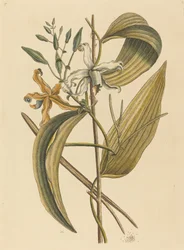 Die Vanille (Epidendrum Vanilla)