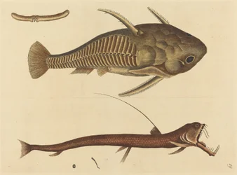 Der Vipernmaul (Silurus cataphractus)