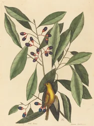 Die Gelbe Meise (Motacilla trochilus)