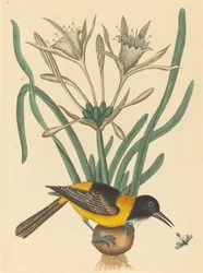 Die gelb-schwarze Elster Oriolus Icterus, veröffentlicht 1731-1743.