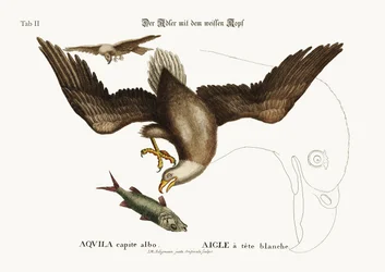 Der Weißkopfseeadler, 1749-73