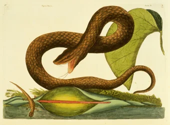 Viper Fusca, Tafel 45, Band 1, aus 