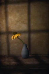 Schatten einer gelben Blume