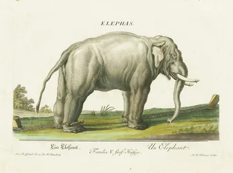 Asiatischer Elefant in Ketten
