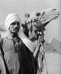 Kameltreiber bei den Pyramiden, Ägypten, 1937