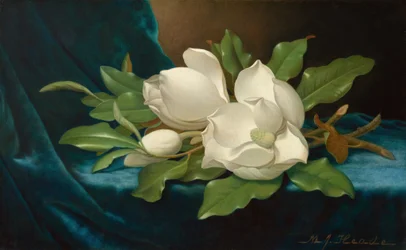 Riesige Magnolien auf einem blauen Samttuch
