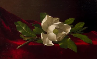 Magnolie