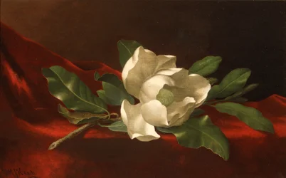 Magnolie, um 1885-95