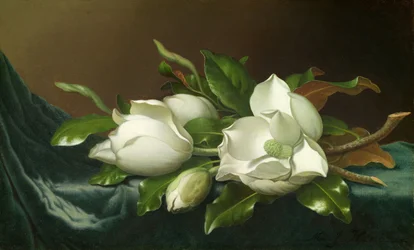 Magnolien auf hellblauem Samttuch