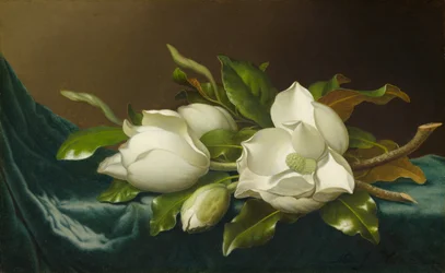 Magnolien auf hellblauem Samttuch, 1885-95