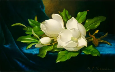 Magnolien auf einem blauen Samttuch