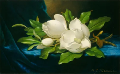 Riesige Magnolien auf einem blauen Samttuch