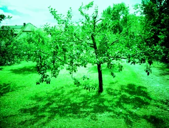 Apfelbäume