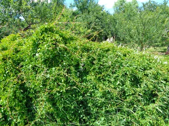 Apfelbaumgarten