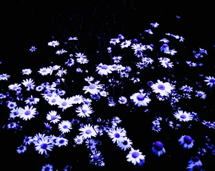 Blumen am Feldrand