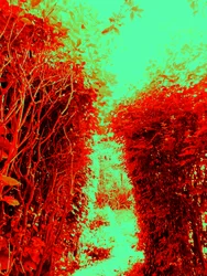 Garten (Hommage an Hieronymus Bosch)