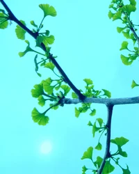 Gingko