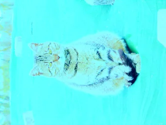 Kitty
