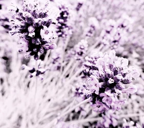 Lavendel Lila Silber