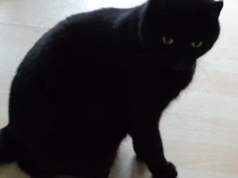 Schwarze Katze